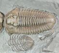Pair Of Prone Flexicalymene Trilobites In Shale - Ohio #52204-3